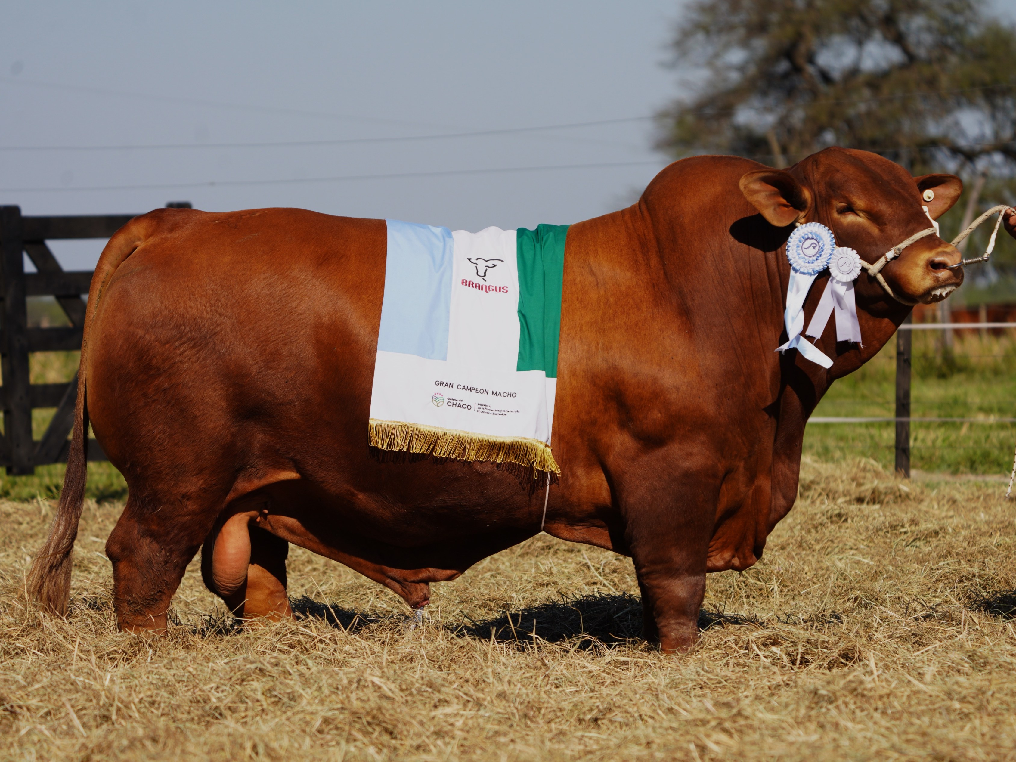 Toro Gran Campeón Macho de la Expo Margarita Belén, con la bandera de campeón